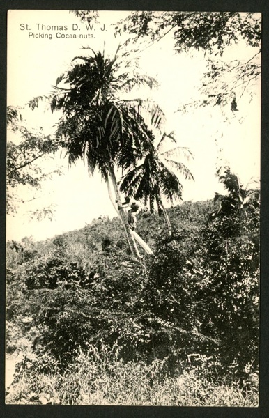 "Picking cocaa-nuts", St Thomas. Obeg kort.